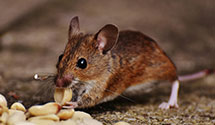 24 Hour & Emergency Exterminators in McKenzie Bridge, OR